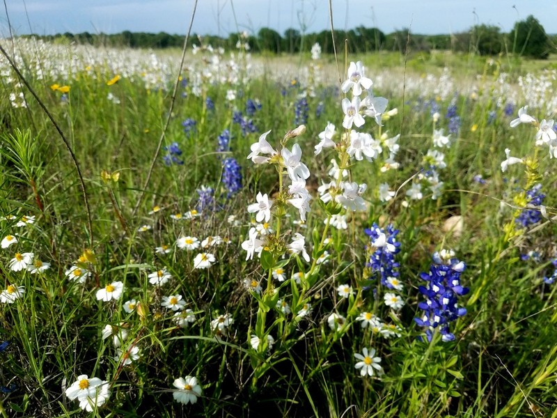Guadalupe Beardtongue photo 3