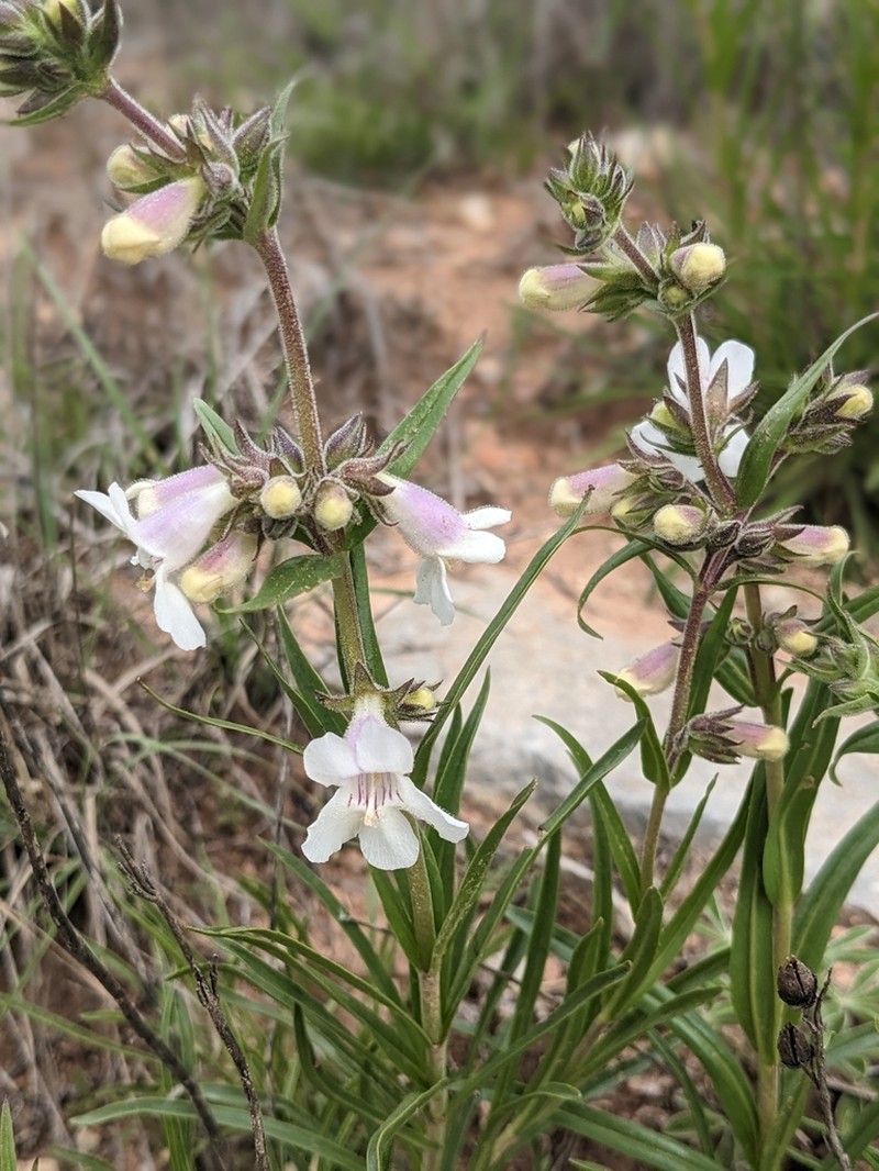Guadalupe Beardtongue photo 4
