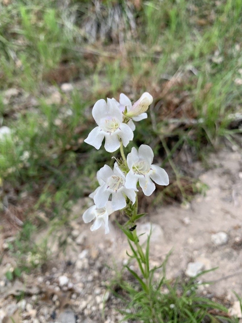 Guadalupe Beardtongue photo 5