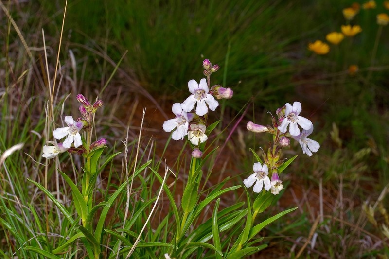 Guadalupe Beardtongue photo 6