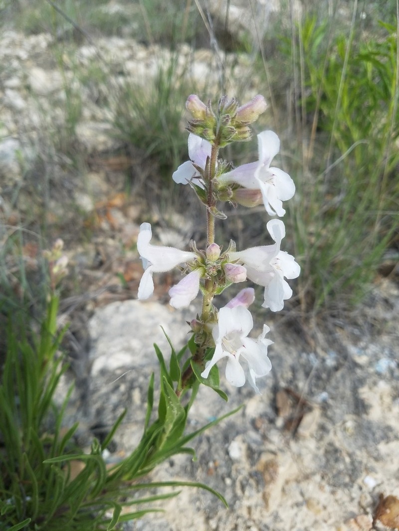 Guadalupe Beardtongue photo 7