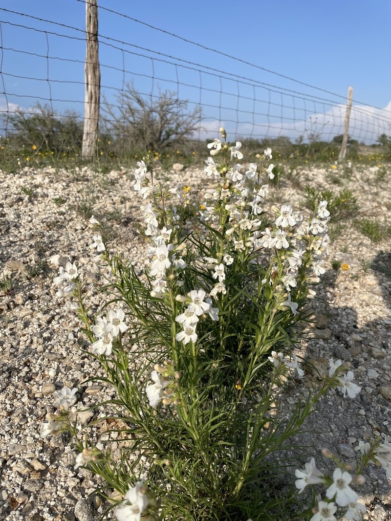 Guadalupe Beardtongue photo 8