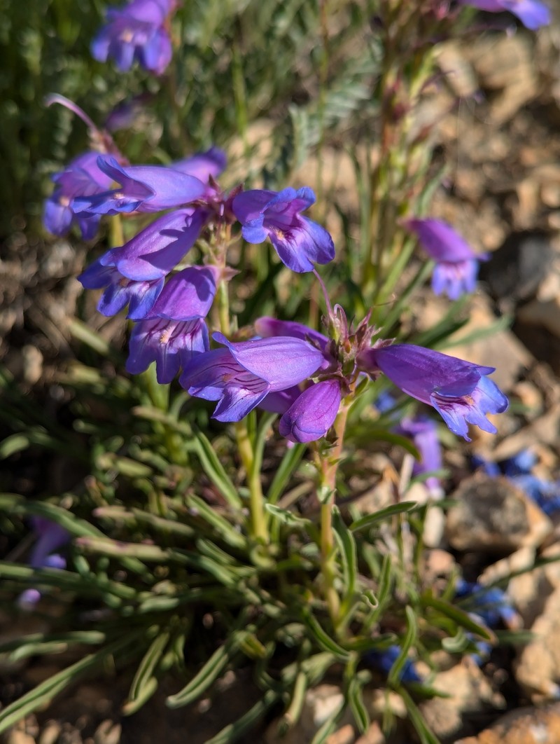 Hall's Beardtongue