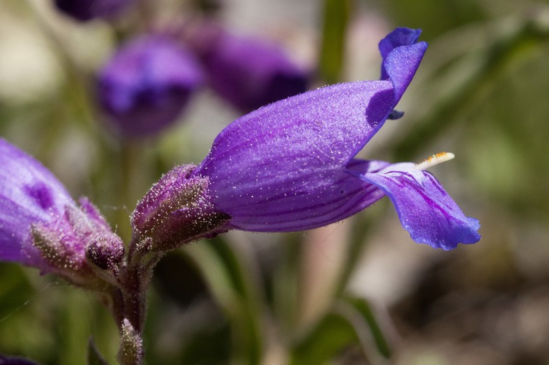 Hall's Beardtongue photo 7
