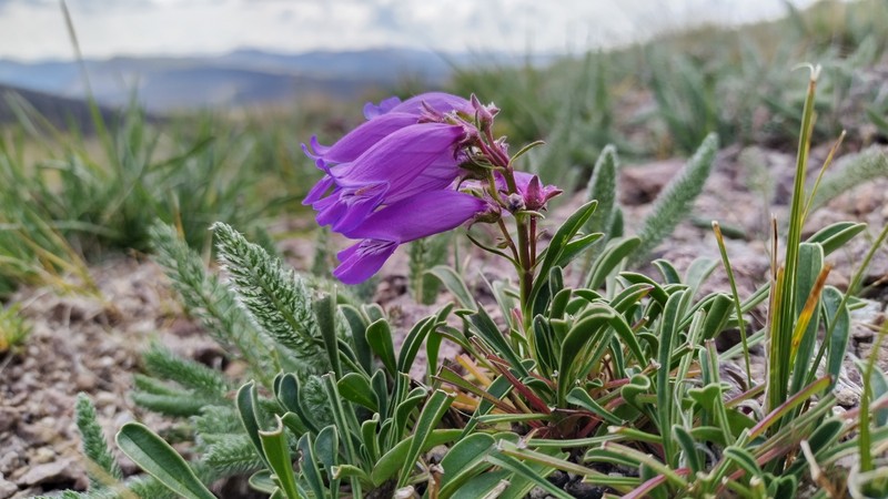 Hall's Beardtongue photo 8