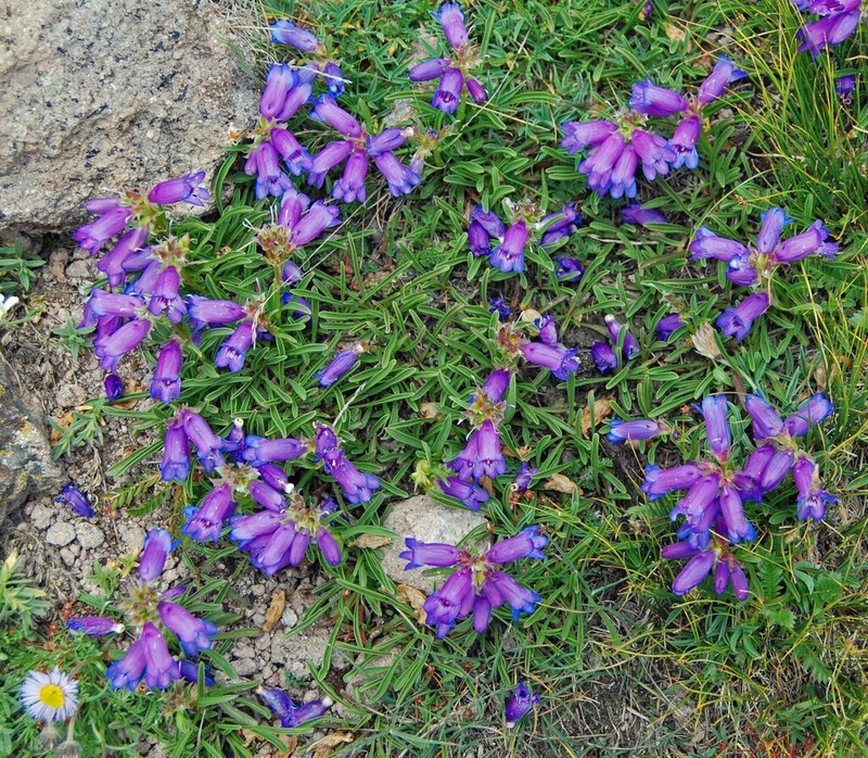 Hall's Beardtongue photo 4