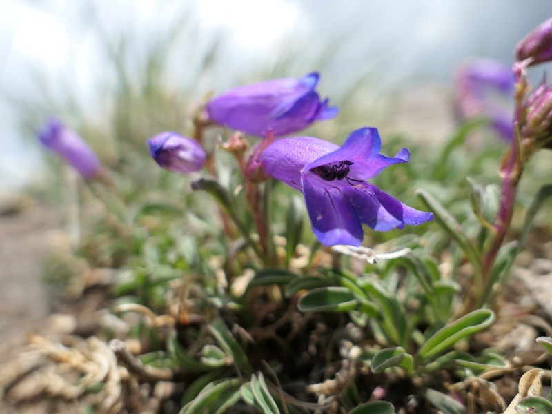 Hall's Beardtongue photo 5