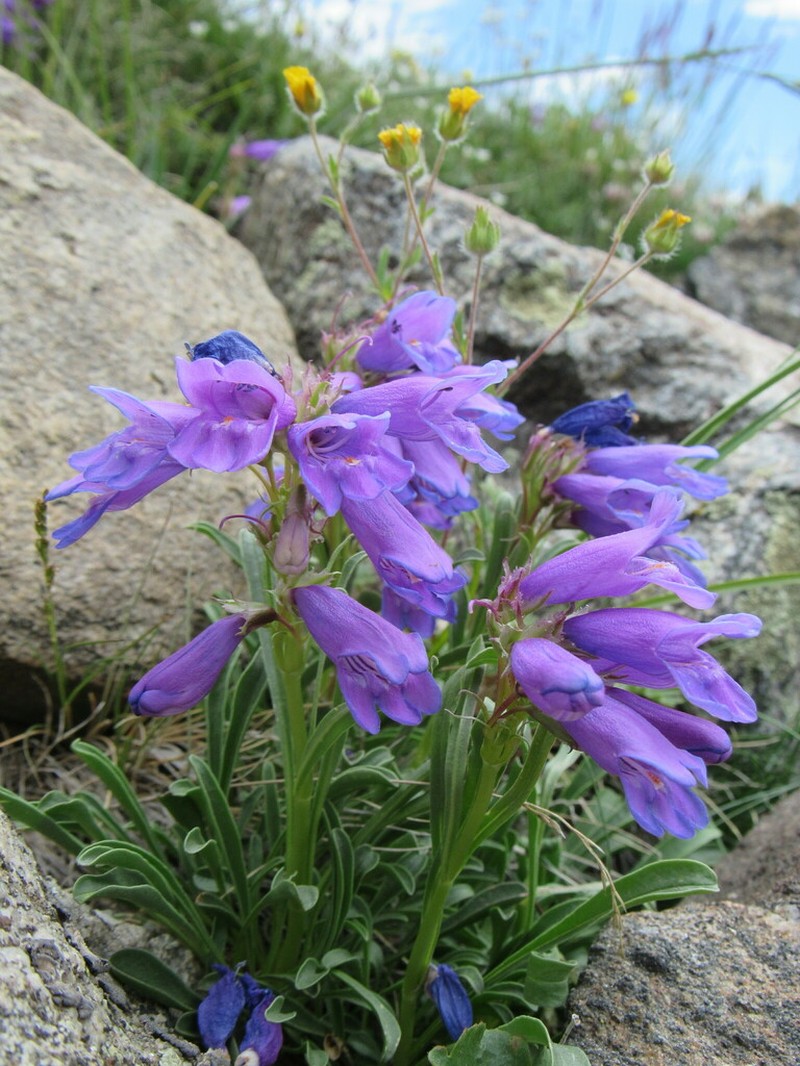 Hall's Beardtongue photo 6
