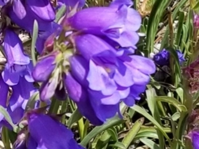 Hall's Beardtongue photo 7