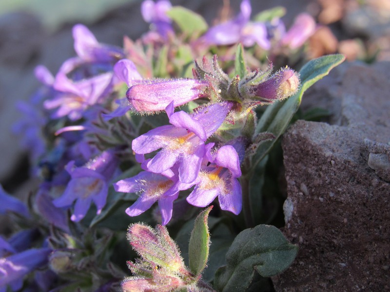 Harbour's Beardtongue