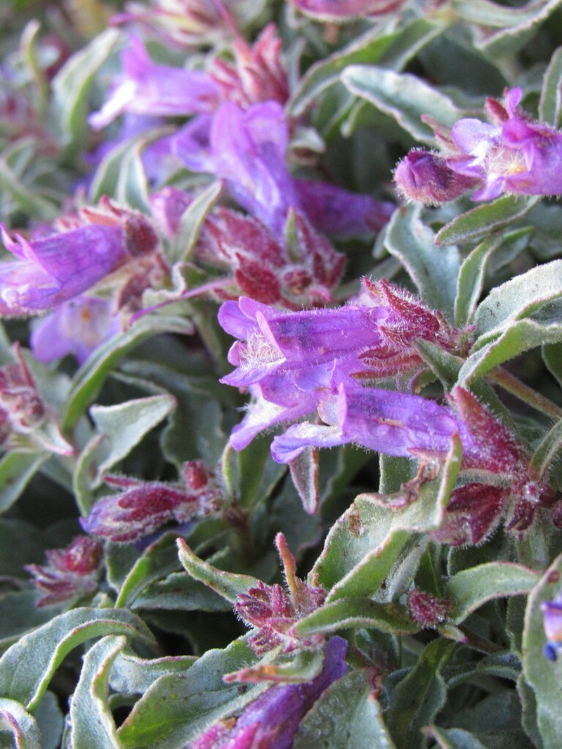 Harbour's Beardtongue photo 2