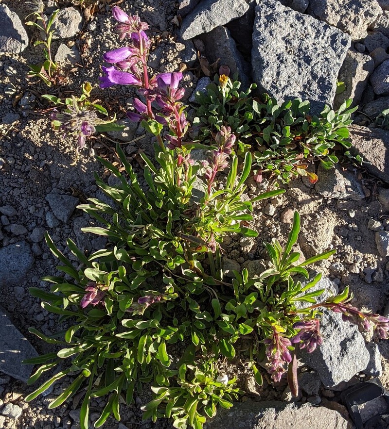 Harbour's Beardtongue photo 3