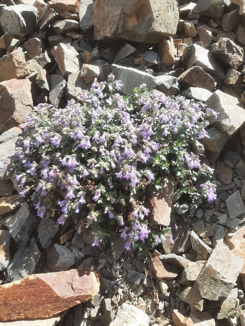 Harbour's Beardtongue photo 4