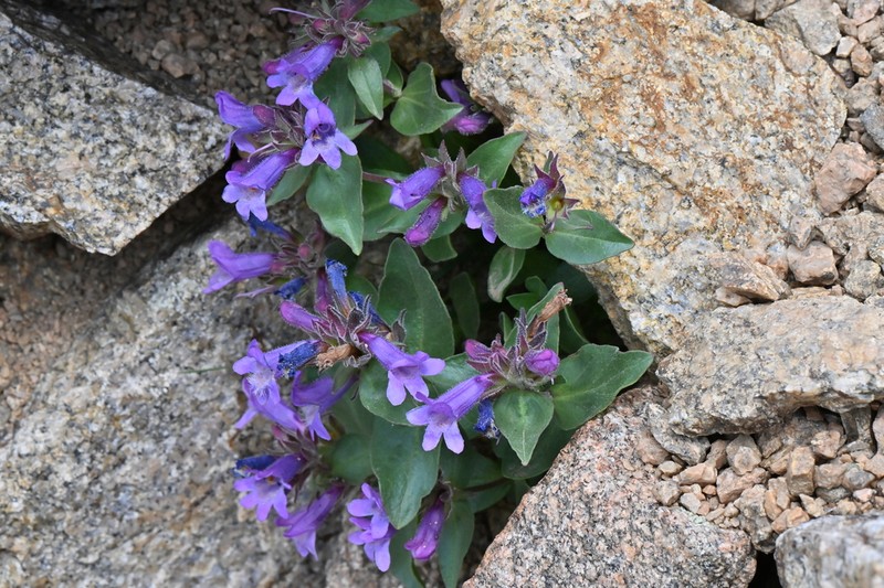 Harbour's Beardtongue photo 5