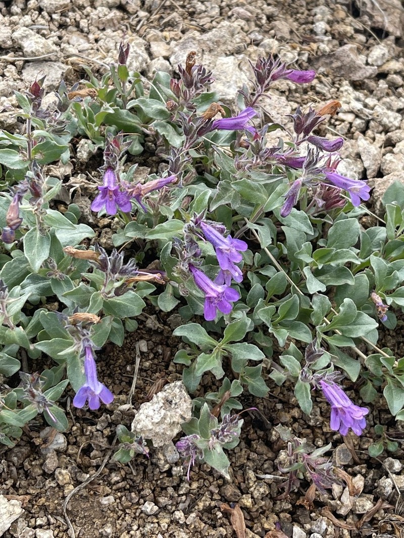 Harbour's Beardtongue photo 6