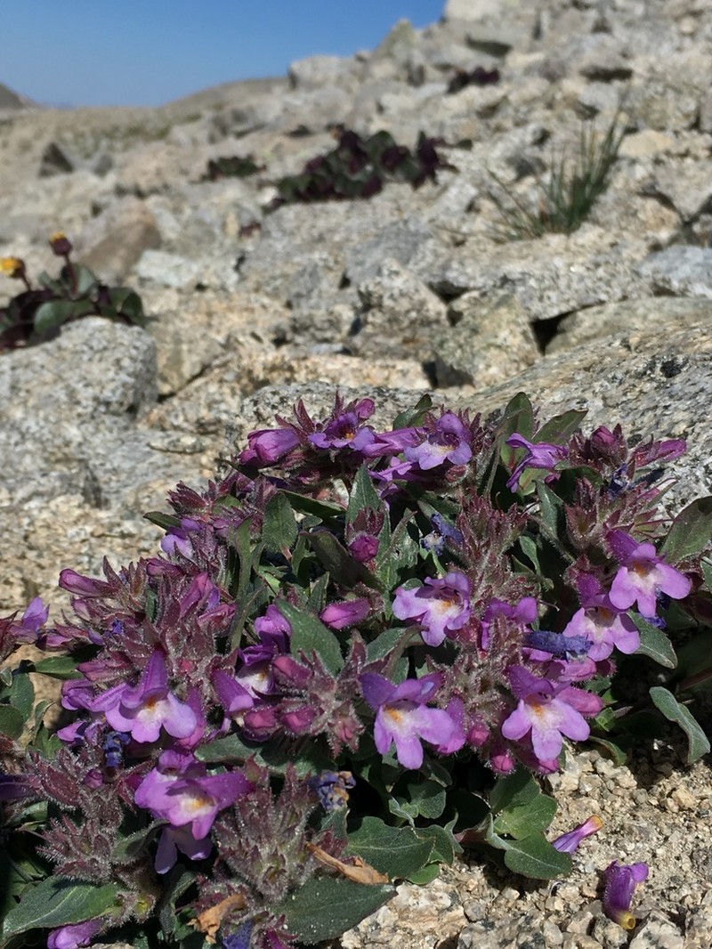 Harbour's Beardtongue photo 7