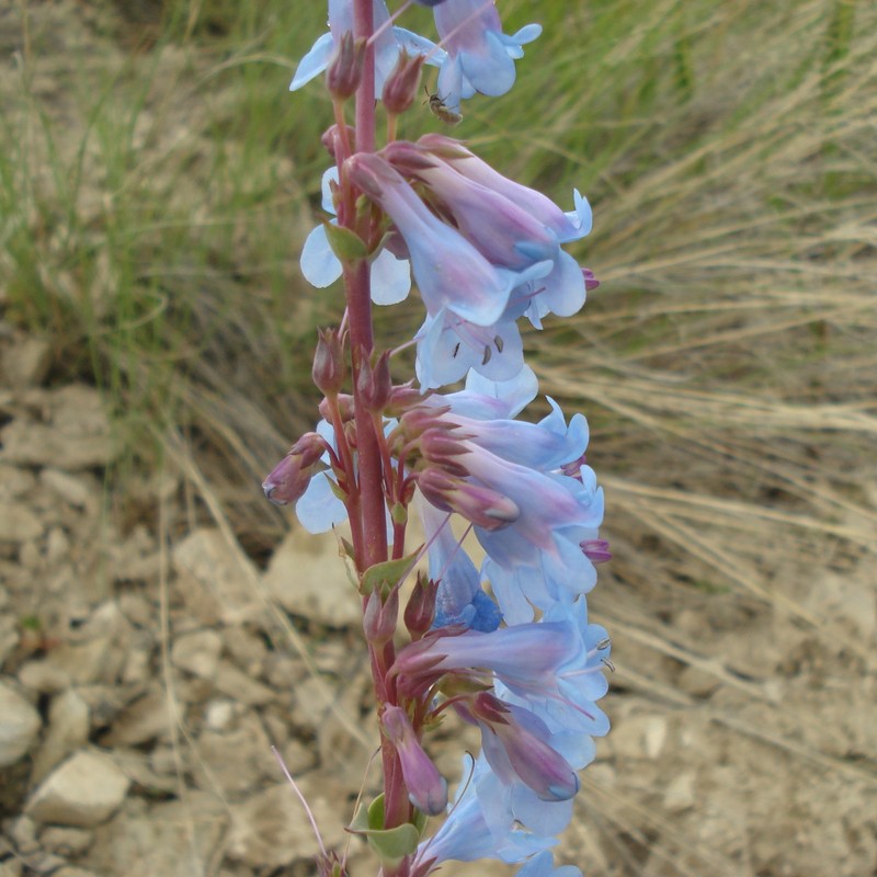 Harrington's Beardtongue