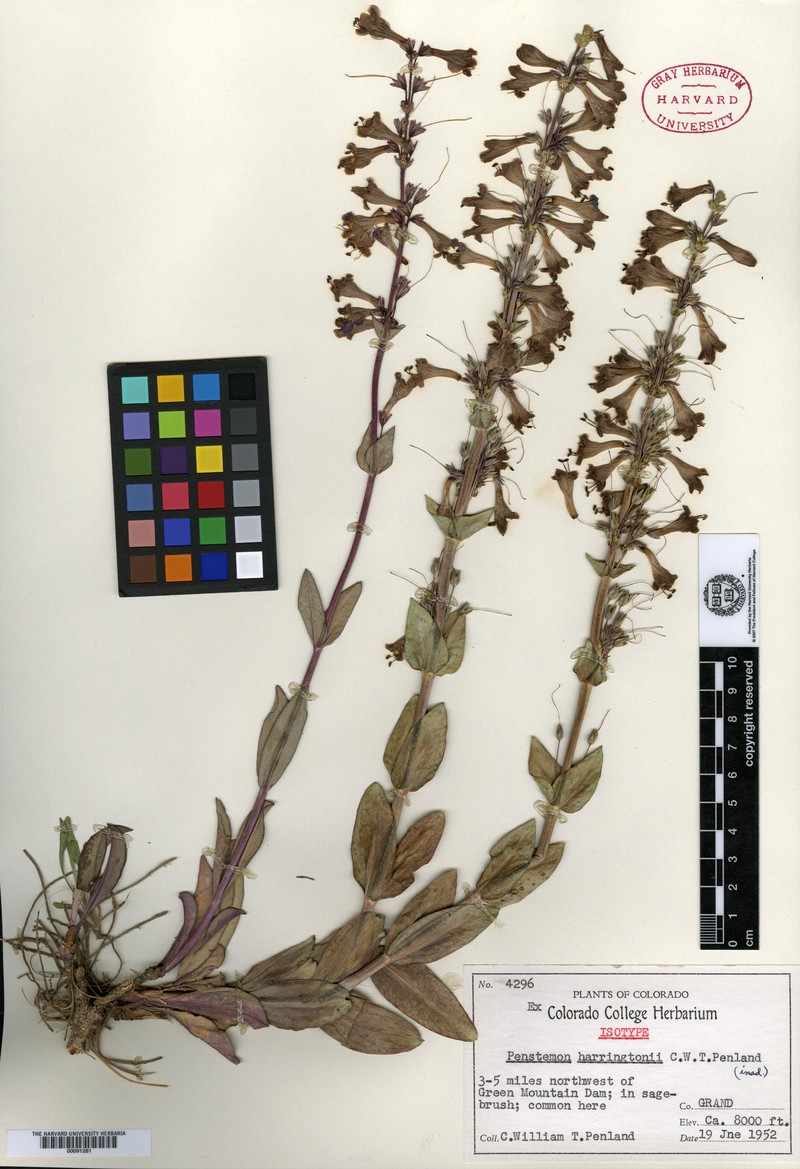 Harrington's Beardtongue photo 2