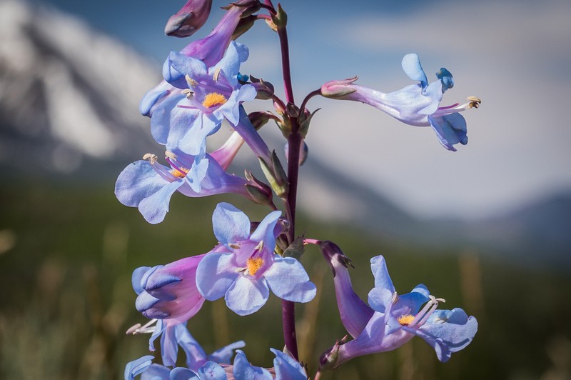 Harrington's Beardtongue photo 3