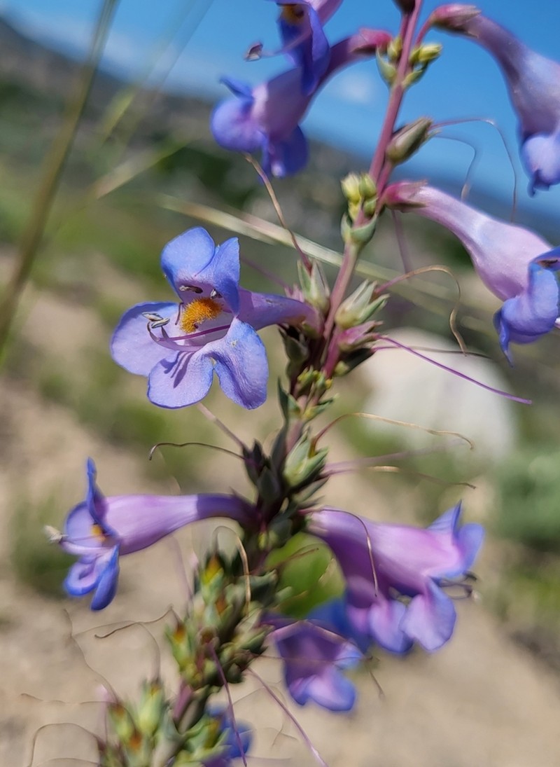 Harrington's Beardtongue photo 4