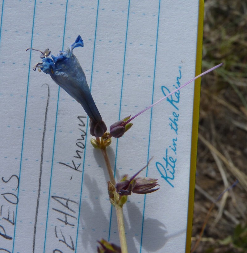 Harrington's Beardtongue photo 5
