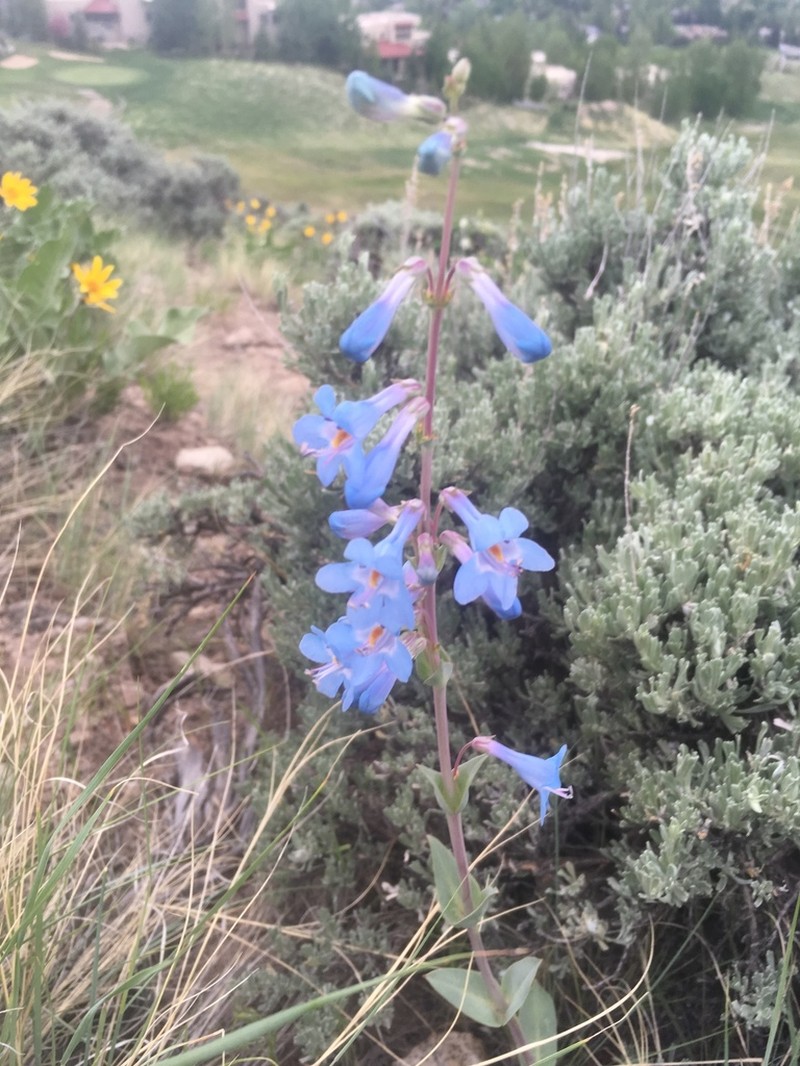 Harrington's Beardtongue photo 6