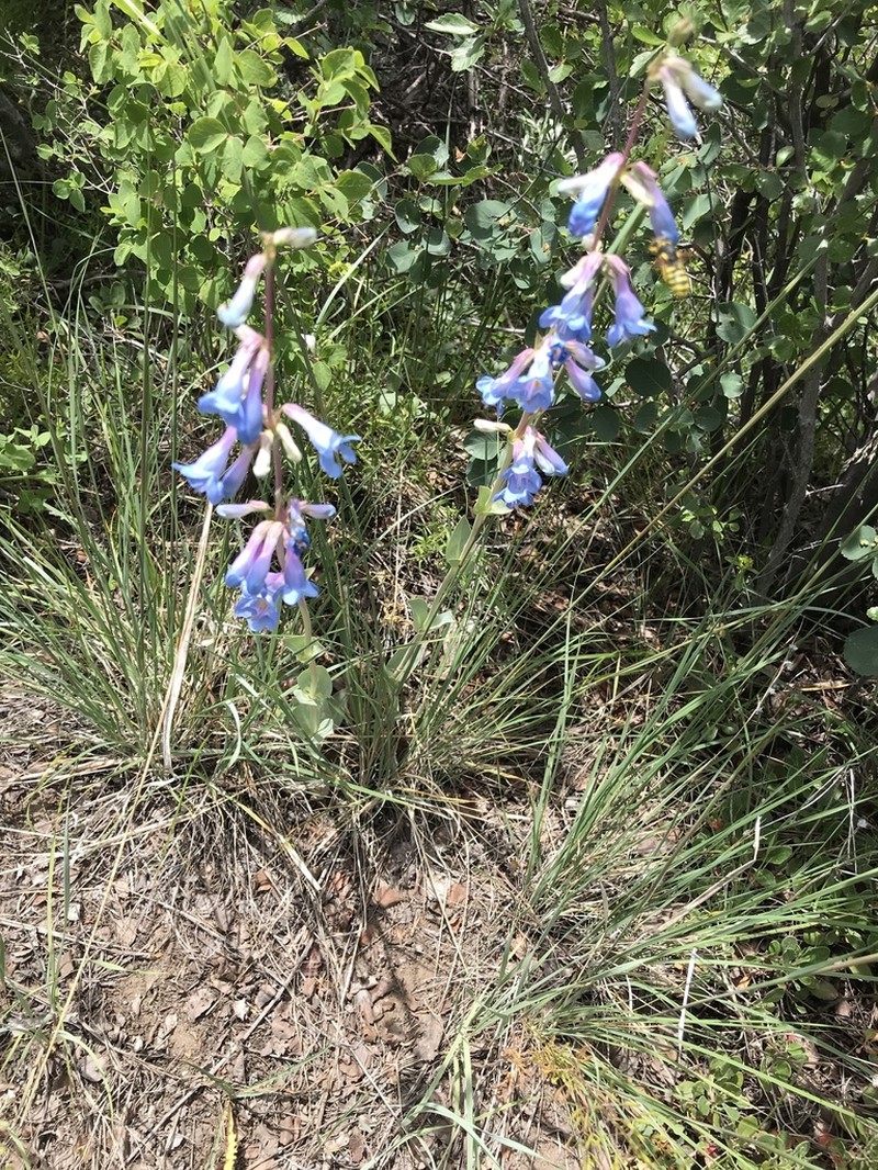 Harrington's Beardtongue photo 7
