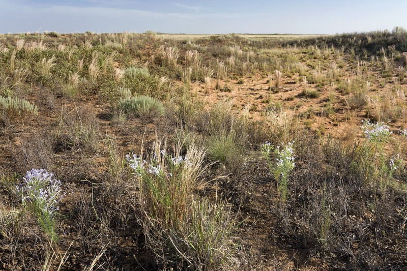 Big Bend Beardtongue