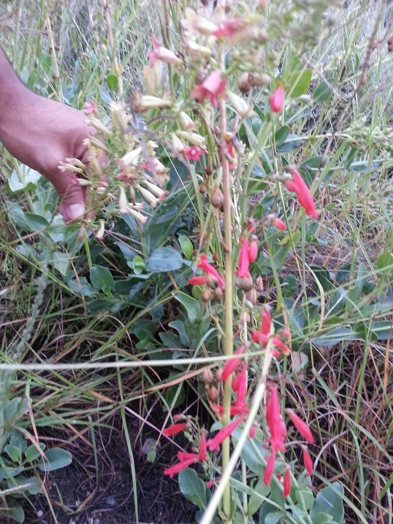 Big Bend Beardtongue