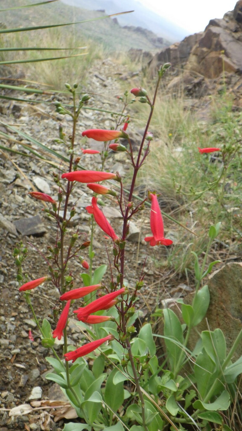 Big Bend Beardtongue photo 2