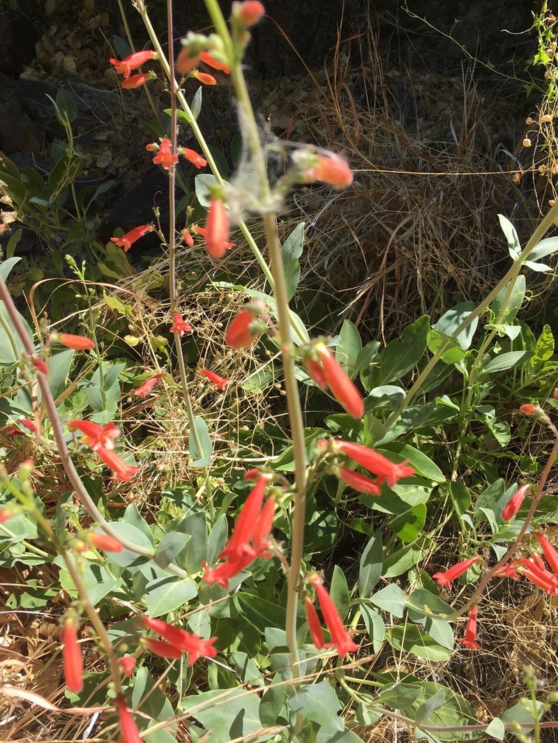 Big Bend Beardtongue photo 3
