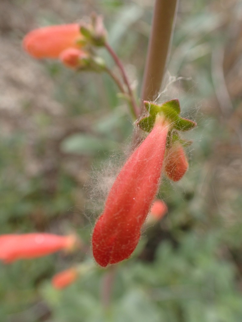 Big Bend Beardtongue photo 4