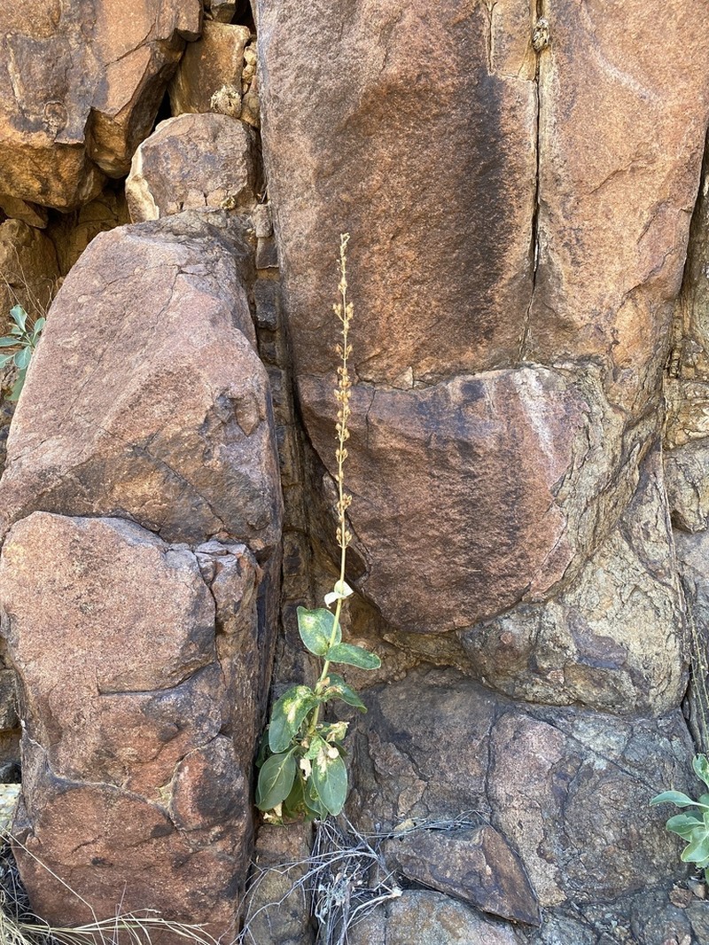 Big Bend Beardtongue photo 5