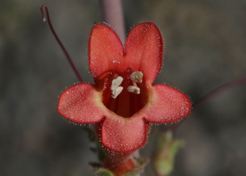 Big Bend Beardtongue photo 6