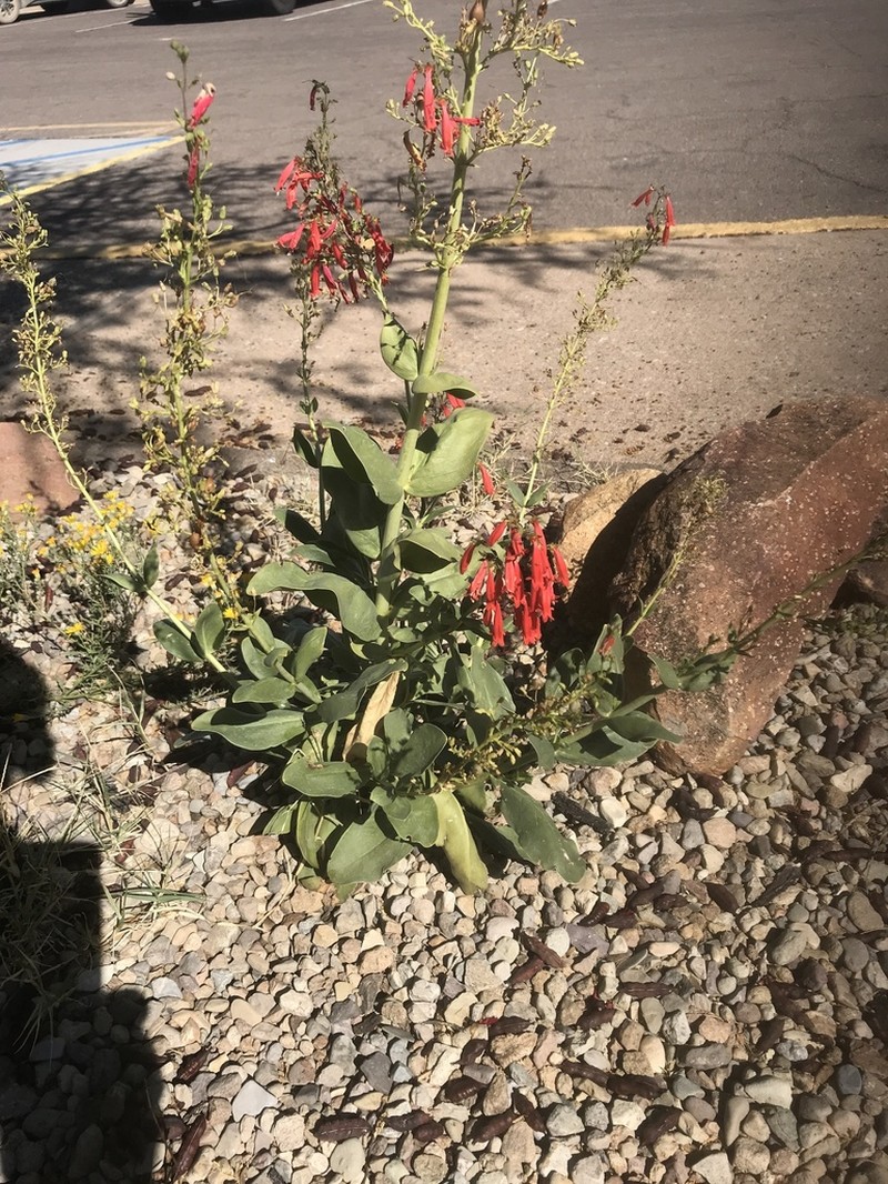 Big Bend Beardtongue photo 7