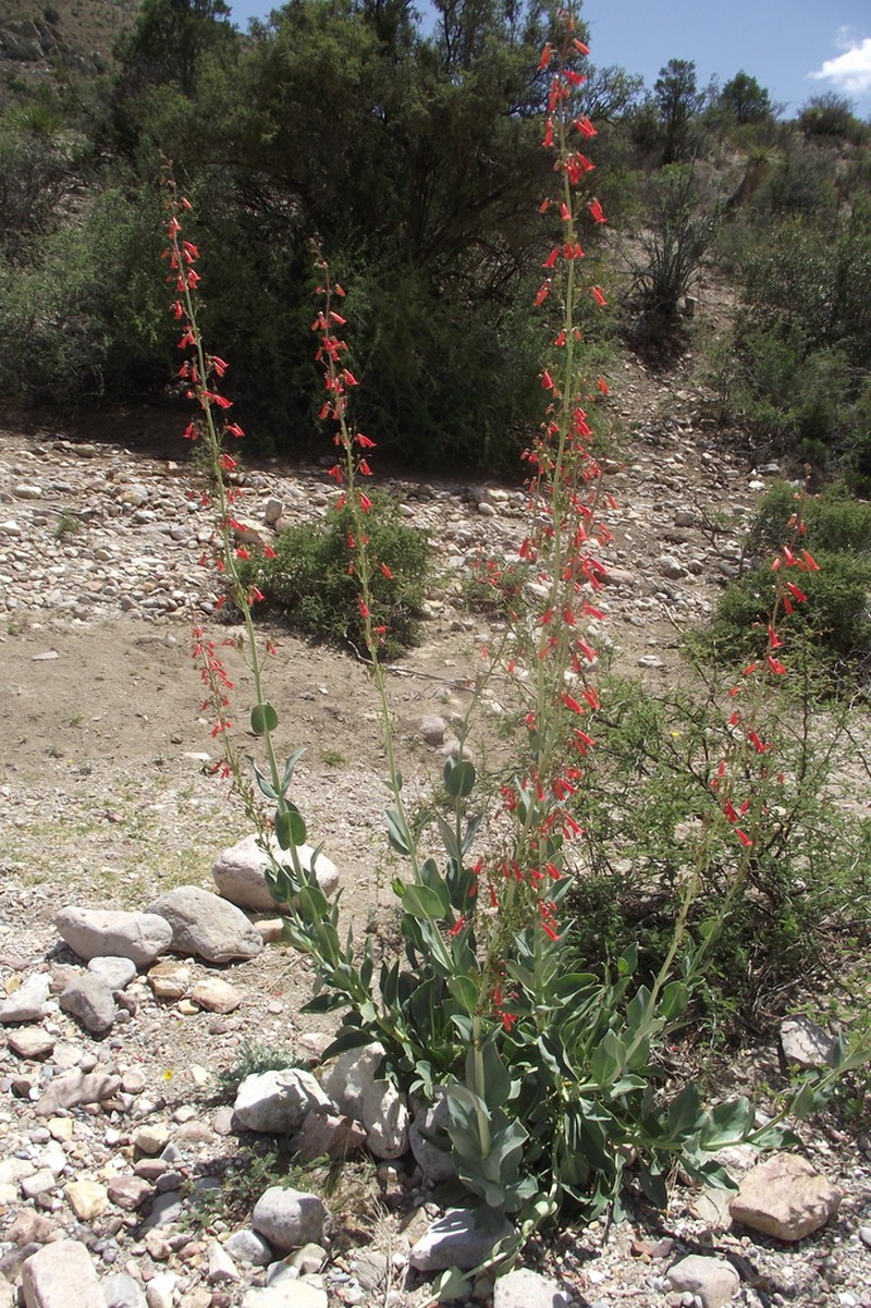 Big Bend Beardtongue photo 8