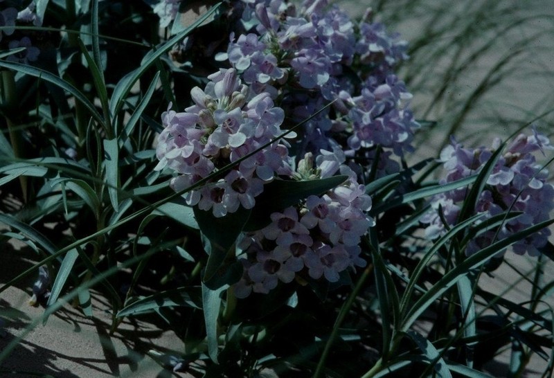 Blowout Beardtongue photo 2