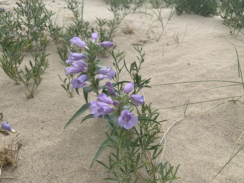 Blowout Beardtongue photo 3