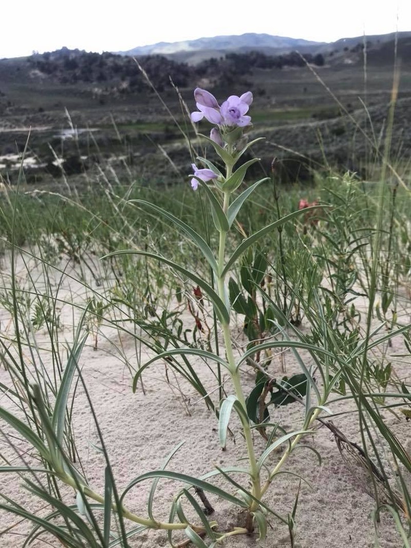 Blowout Beardtongue photo 4