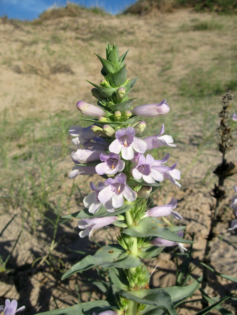 Blowout Beardtongue photo 5