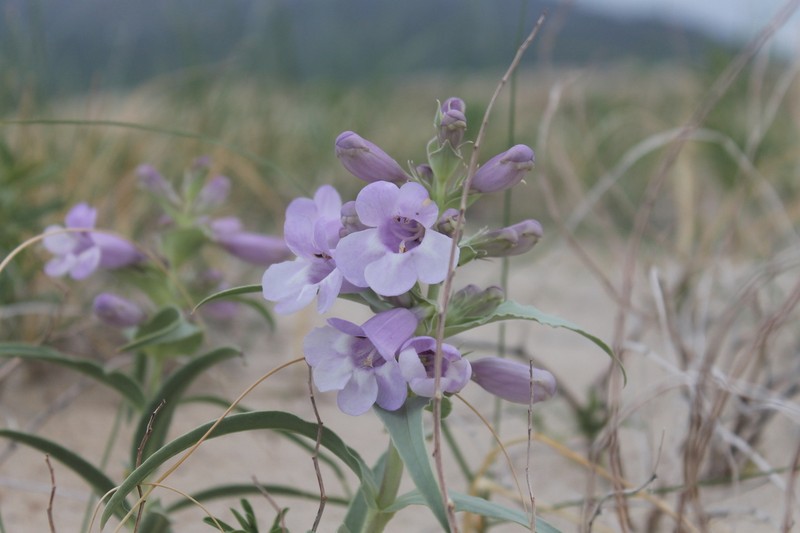 Blowout Beardtongue photo 6