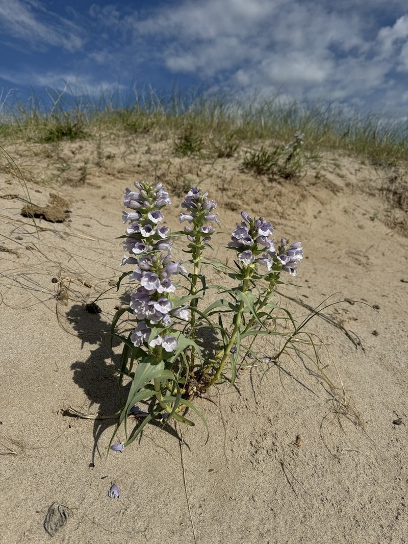 Blowout Beardtongue photo 7