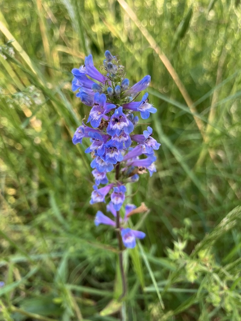 Penstemon hesperius