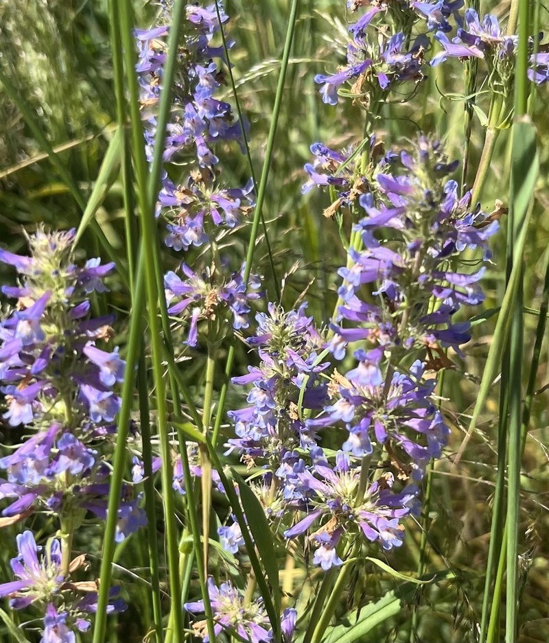 Penstemon hesperius photo 2