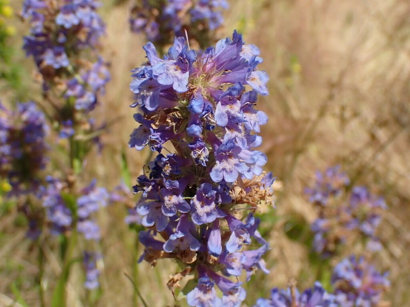 Penstemon hesperius photo 3