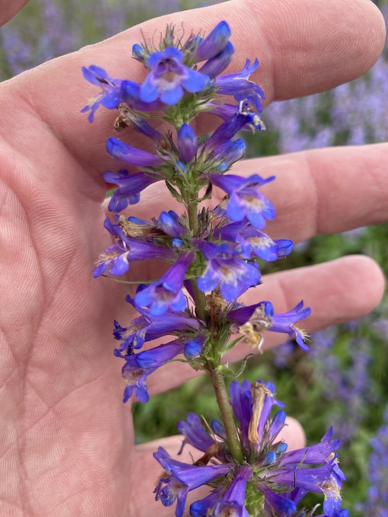 Penstemon hesperius photo 4