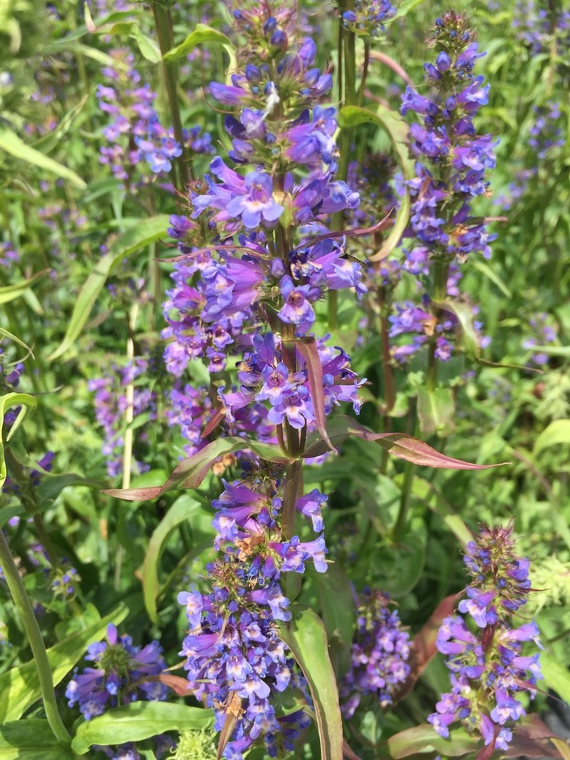 Penstemon hesperius photo 5