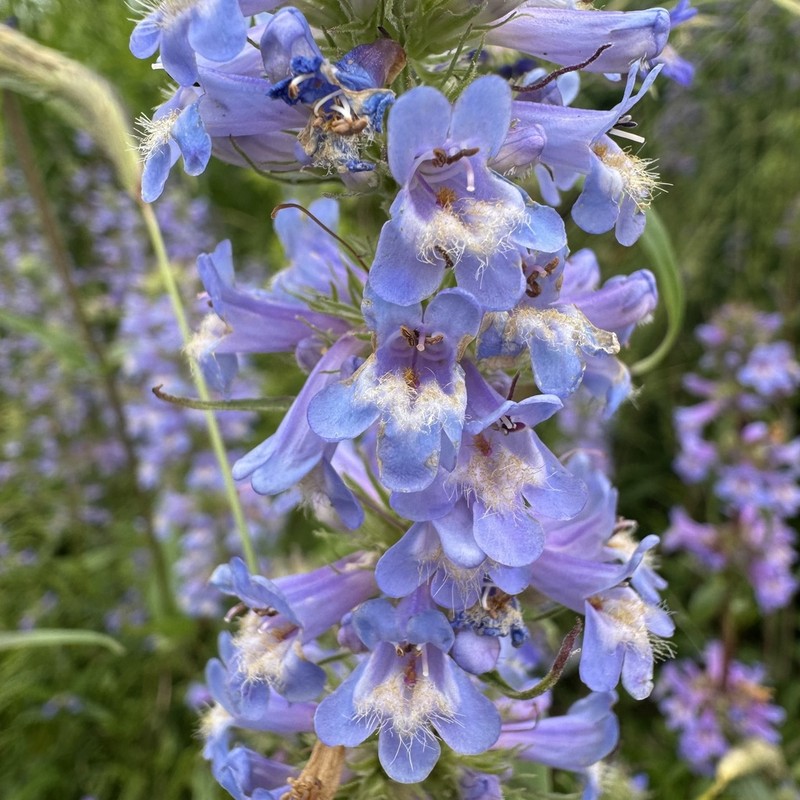 Penstemon hesperius photo 6