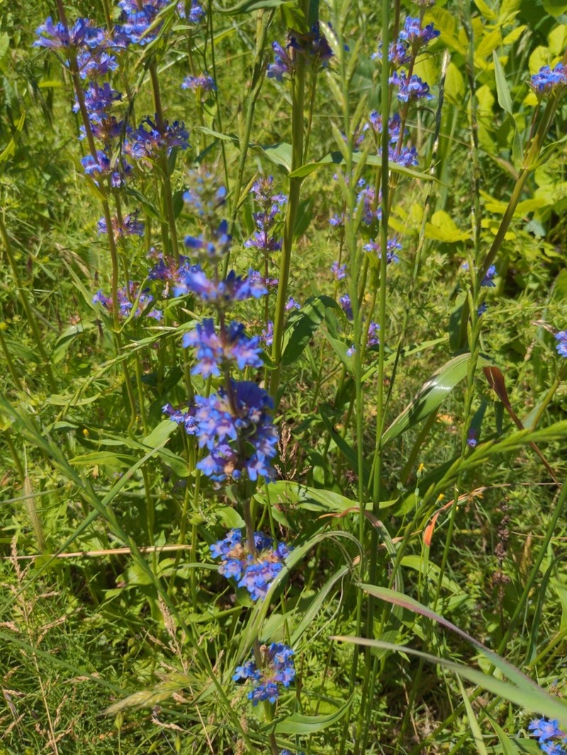 Penstemon hesperius photo 7