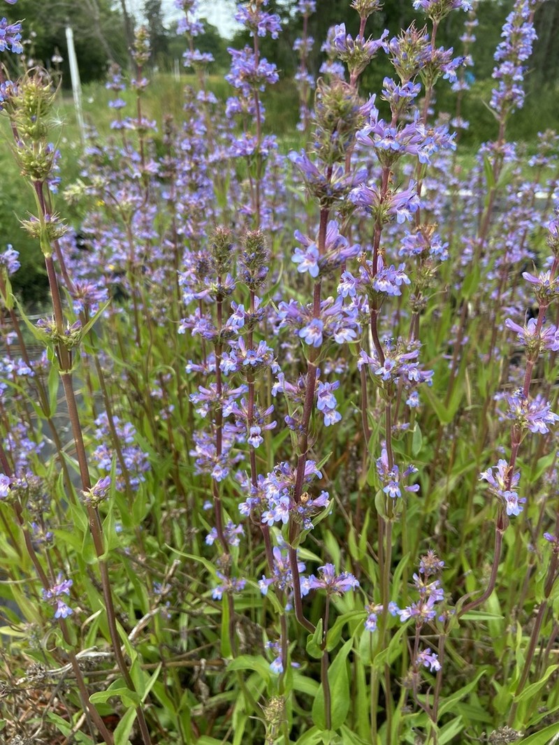 Penstemon hesperius photo 8